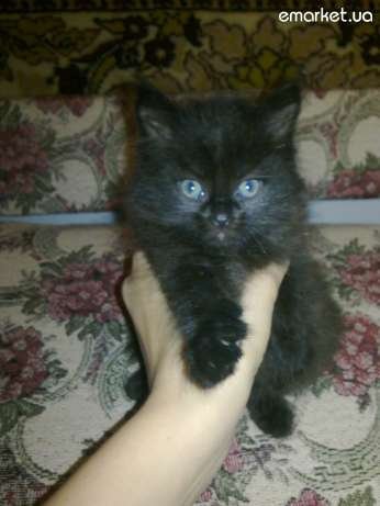 У Луцьку безплатно віддають котиків і цуциків. ФОТО