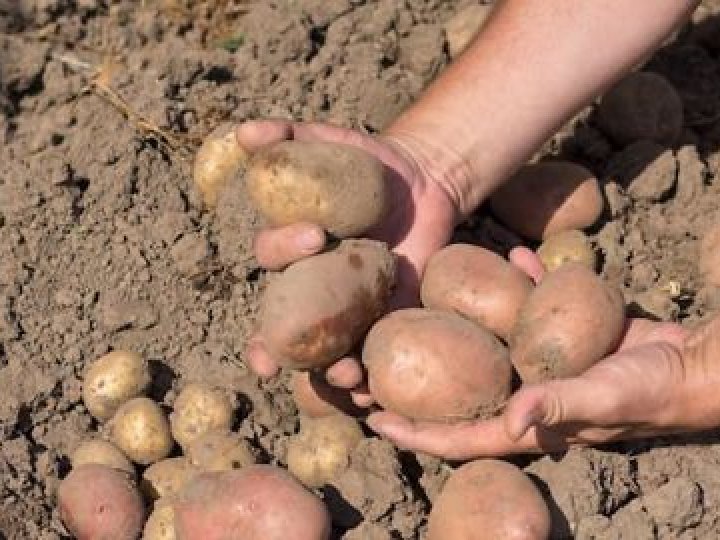 Волинянка виростила кілограмову картоплину
