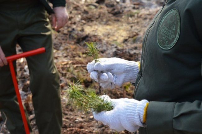 Мільйони сіянців і тисячі гектарів території: весна-2019 у волинських лісах. ФОТО