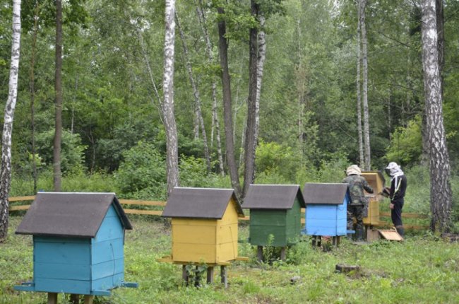 На пасіці Шацького нацпарку викачали перший мед. ФОТО