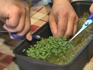 Як у Луцьку діти із синдромом Дауна вирощують мікрозелень. ФОТО