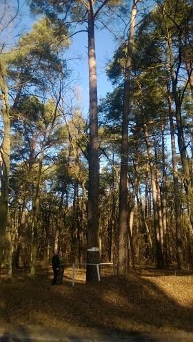 На Волині росте унікальне дерево. ФОТО