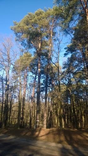 На Волині росте унікальне дерево. ФОТО