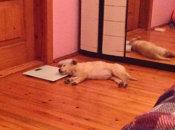 У Луцьку патрульні шукають господарів для цуценят. ФОТО