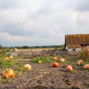 Волинянин виростив гарбуза-велетня. ФОТО