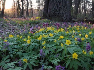 Погода в Луцьку та Волинській області на завтра, 4 квітня