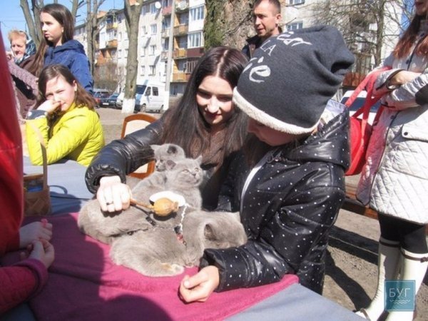 У Володимирі “Весняний  муркотун” зібрав гостей. ФОТО