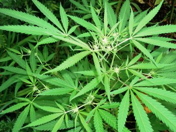 Волинянка за плантацію коноплі відбулася умовним терміном