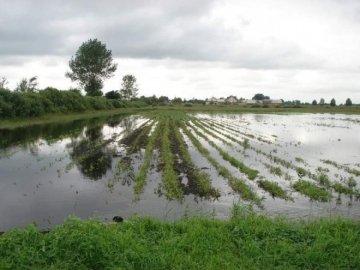 Зеленський пообіцяв вивчити питання щодо компенсацій за знищений врожай під час негоди на Волині 