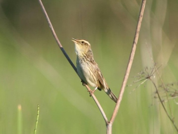 На Волині порахували найрідкісніших птахів Європи