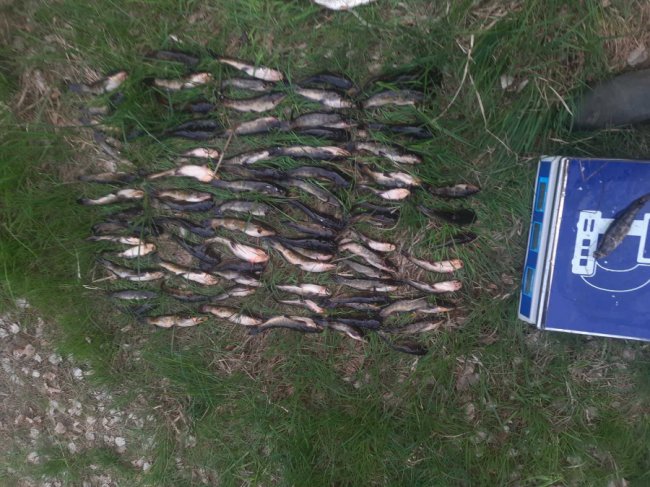 Збитків на понад 200 тисяч: на Волині браконьєр сітками ловив рибу у заказнику