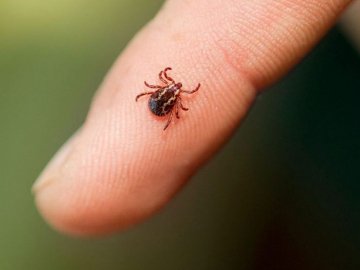 У чотирьох людей, що збирали гриби на Маневиччині, виявили небезпечну недугу