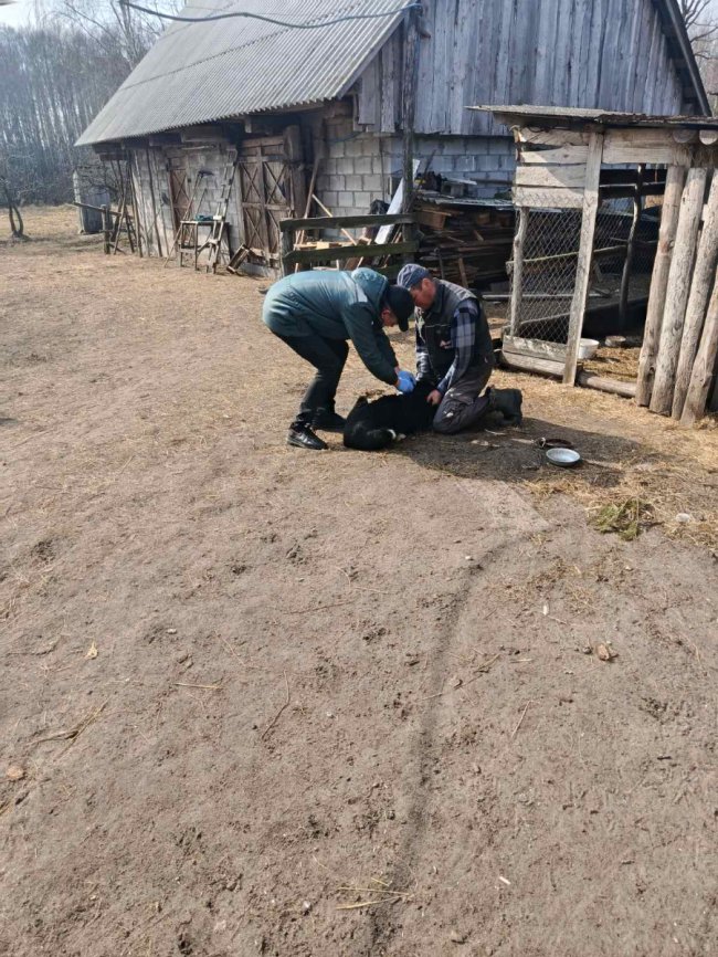 На Волині вакцинують від сказу тварин
