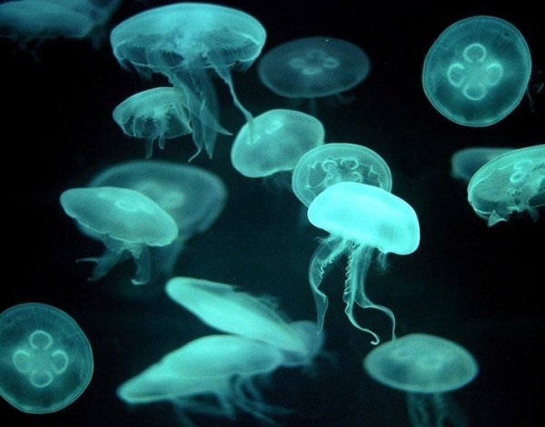 Знімає біль і свербіж від укусів