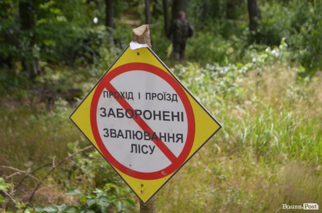 Цуманська пуща