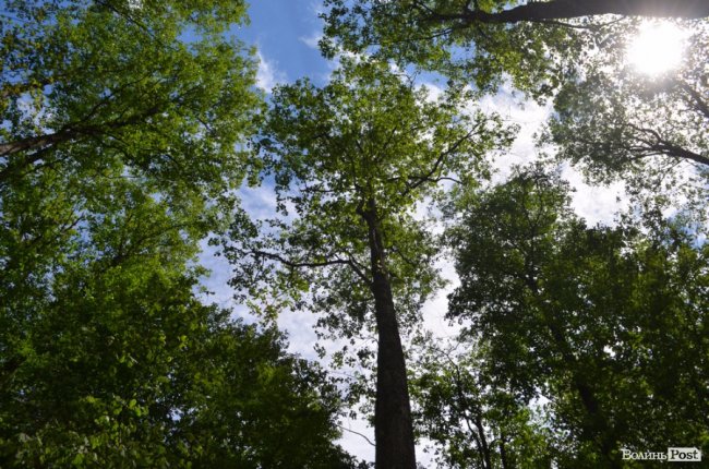 Цуманська пуща