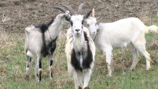 Вони для жінки, як діти: волинянка пів життя розводить кіз