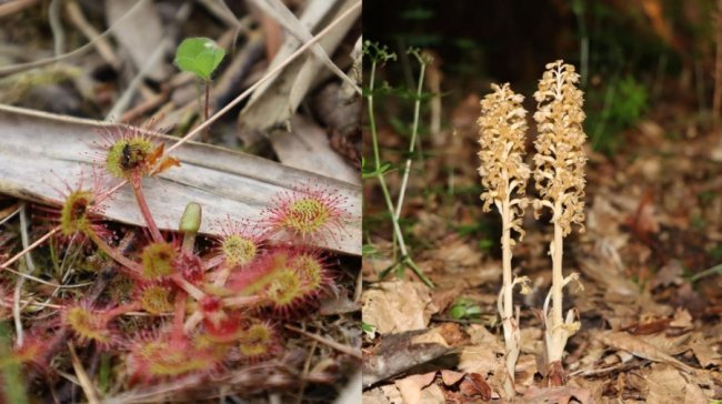 На Волині виявили рослину, яка їсть комах. ФОТО 