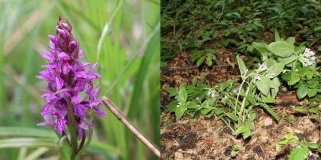 На Волині виявили рослину, яка їсть комах. ФОТО 
