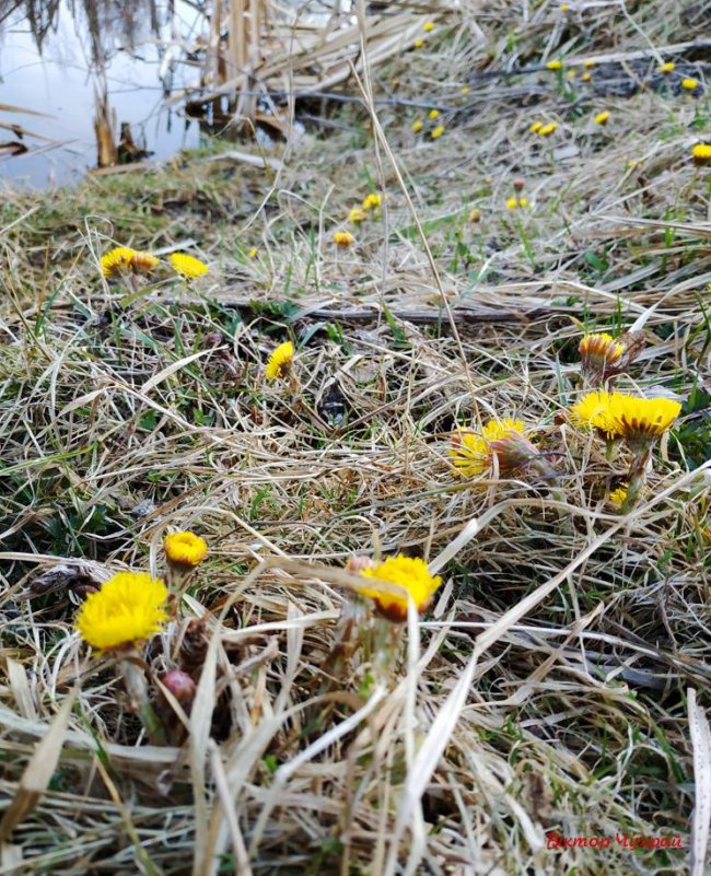 Квіти і бджоли: волинський фотограф поділився весняними знімками