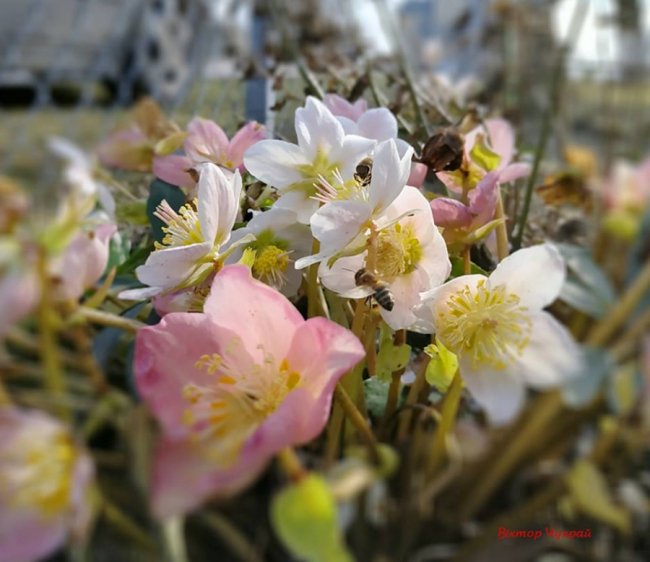 Квіти і бджоли: волинський фотограф поділився весняними знімками