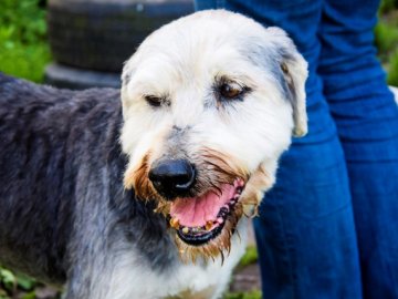 Знайшли родину для 12-річного собаки, який проживав у луцькій «Ласці». ВІДЕО