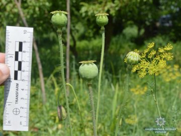 В Україні триває антинаркотична спецоперація «Мак»