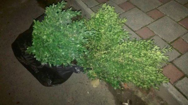 У Луцьку жінка вкрала зелені насадження. ФОТО