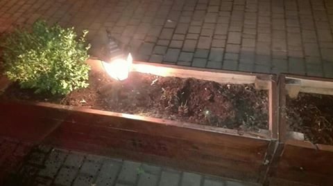 У Луцьку жінка вкрала зелені насадження. ФОТО