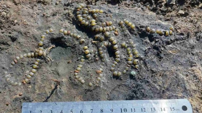 Які археологічні знахідки виявили на Волині за часи повномасштабної війни