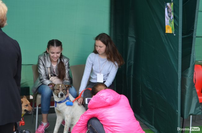 Фестиваль «Мокрі носики» біля луцького «Променя»: як безпритульним пухнастикам шукали дім. ФОТО