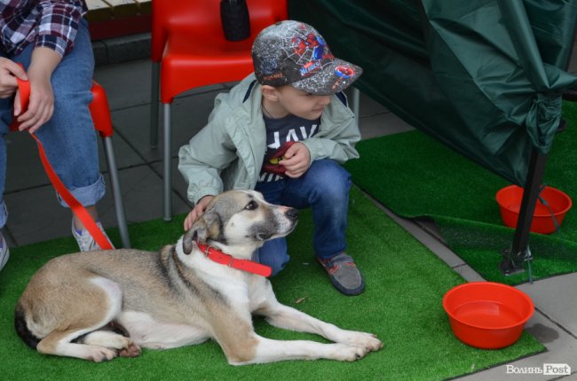 Фестиваль «Мокрі носики» біля луцького «Променя»: як безпритульним пухнастикам шукали дім. ФОТО