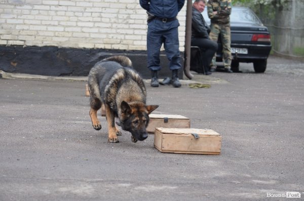 Собака ніколи не зрадить, на відміну від людини, - луцькі кінологи. ФОТО