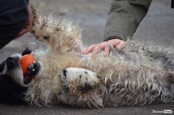 Собака ніколи не зрадить, на відміну від людини, - луцькі кінологи. ФОТО