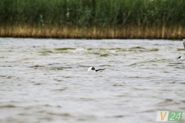Пернаті туристи Шацьких озер. ФОТО