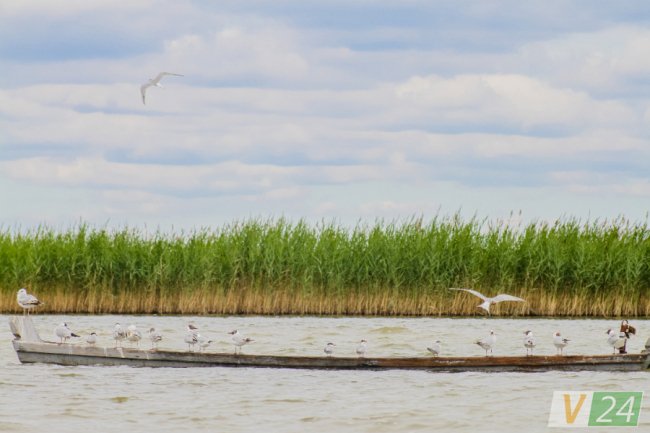 Пернаті туристи Шацьких озер. ФОТО