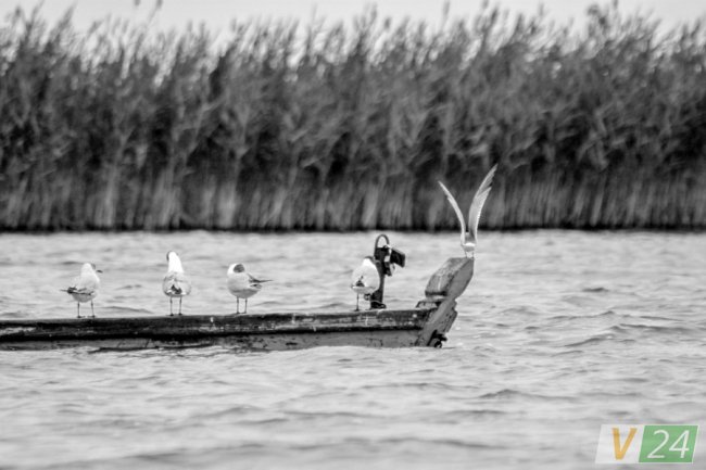 Пернаті туристи Шацьких озер. ФОТО