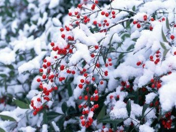 У листопаді в Україні очікується сніг