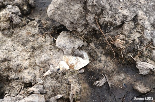 Відпочинок під Луцьком. Боголюби. ФОТО