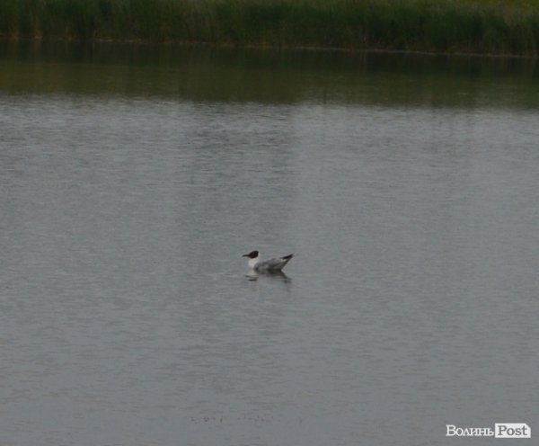 Відпочинок під Луцьком. Боголюби. ФОТО