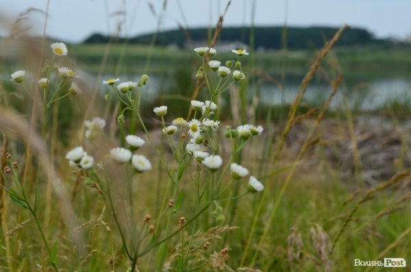 Відпочинок під Луцьком. Боголюби. ФОТО