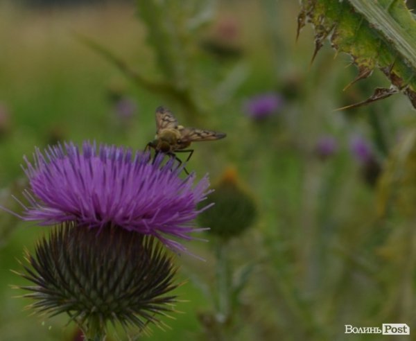 Відпочинок під Луцьком. Боголюби. ФОТО
