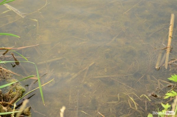 Відпочинок під Луцьком. Боголюби. ФОТО