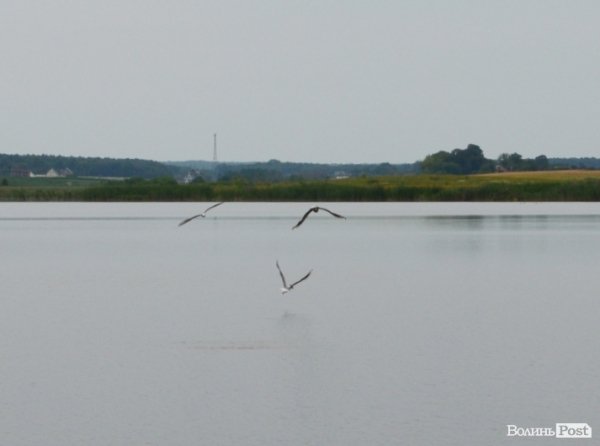Відпочинок під Луцьком. Боголюби. ФОТО