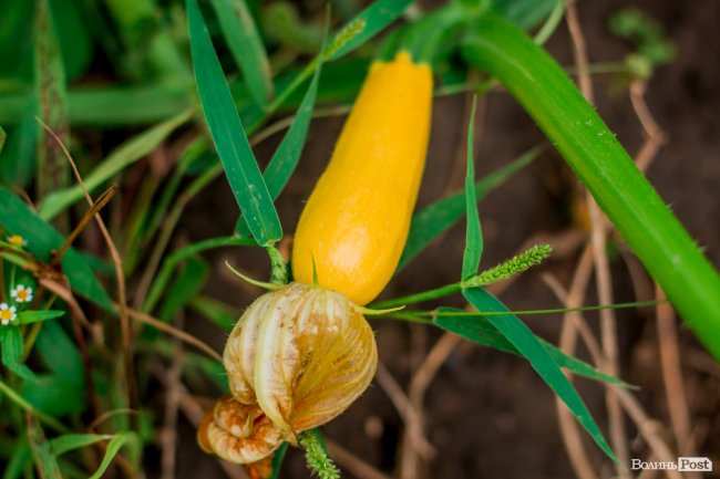 Соковиті й налиті сонцем дарунки осені: що вродило в садах і на городах лучан. ФОТО