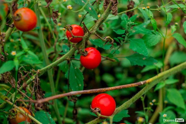 Соковиті й налиті сонцем дарунки осені: що вродило в садах і на городах лучан. ФОТО
