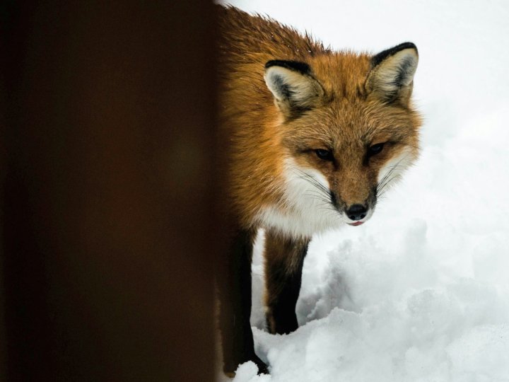 У місті на Волині скажена лисиця напала на домашнього пса: оголосили карантин