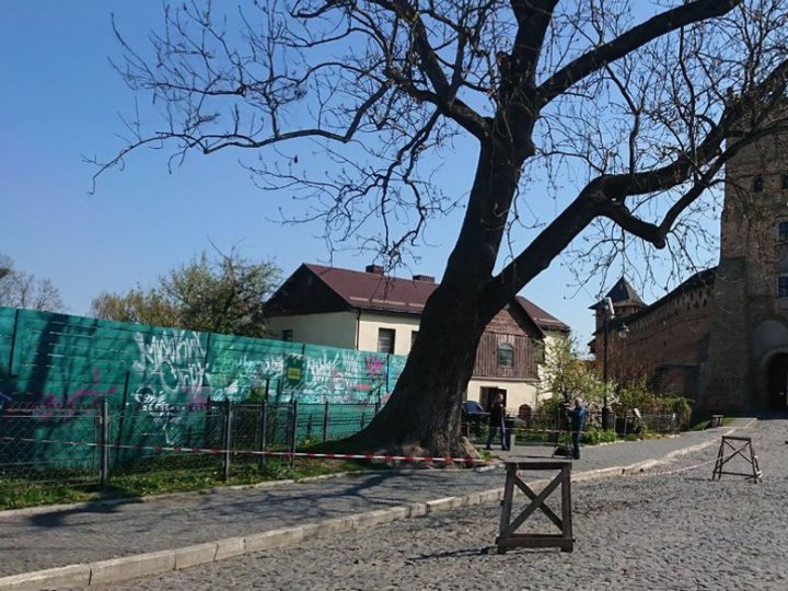 Лесин ясен у Луцьку: що майстри зробили з дерева