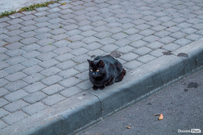 Бабине літо у Луцьку. ФОТО