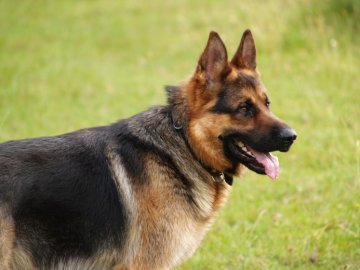 Суд конфіскував у волинянина собаку, який погриз курей 